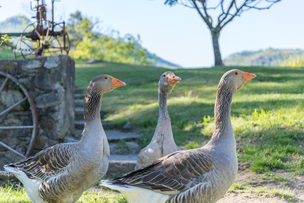 Ostello & Camping Riposo Losone Zewnętrze zdjęcie